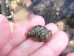 Ocenebrinae