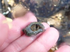 Ocenebrinae