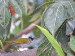 Phaenicophilus palmarum