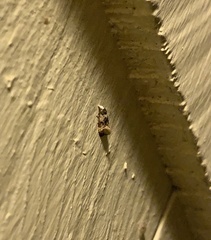 Phalonidia memoranda