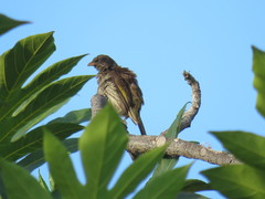 Dulus dominicus