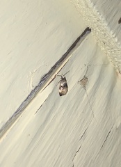 Phalonidia memoranda