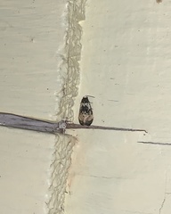 Phalonidia memoranda