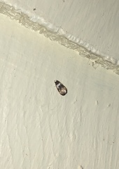 Phalonidia memoranda