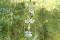 Penstemon grandiflorus