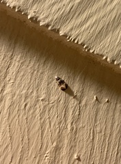 Phalonidia memoranda