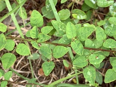 Desmodium marilandicum