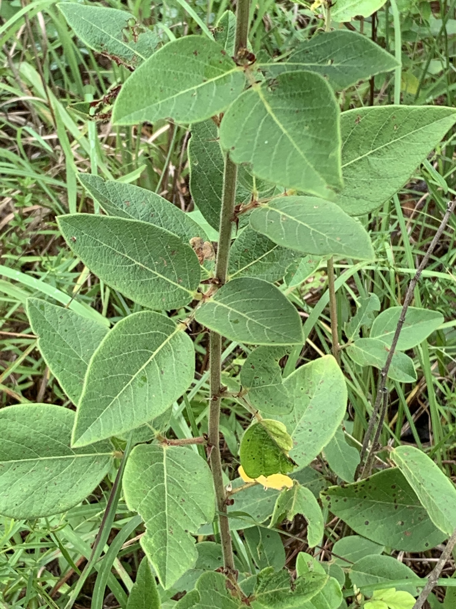 Desmodium nuttallii