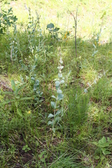 Penstemon grandiflorus