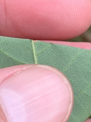 Desmodium laevigatum