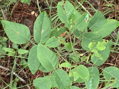 Desmodium laevigatum