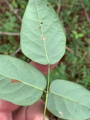 Desmodium laevigatum