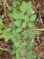Desmodium marilandicum