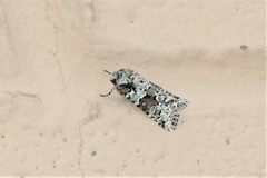 Lacinipolia strigicollis