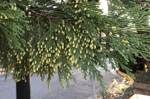 California incense-cedar