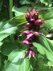 Leycesteria formosa