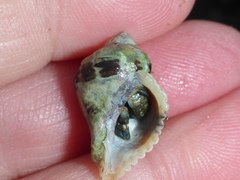 Paciocinebrina circumtexta