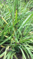 Babiana angustifolia