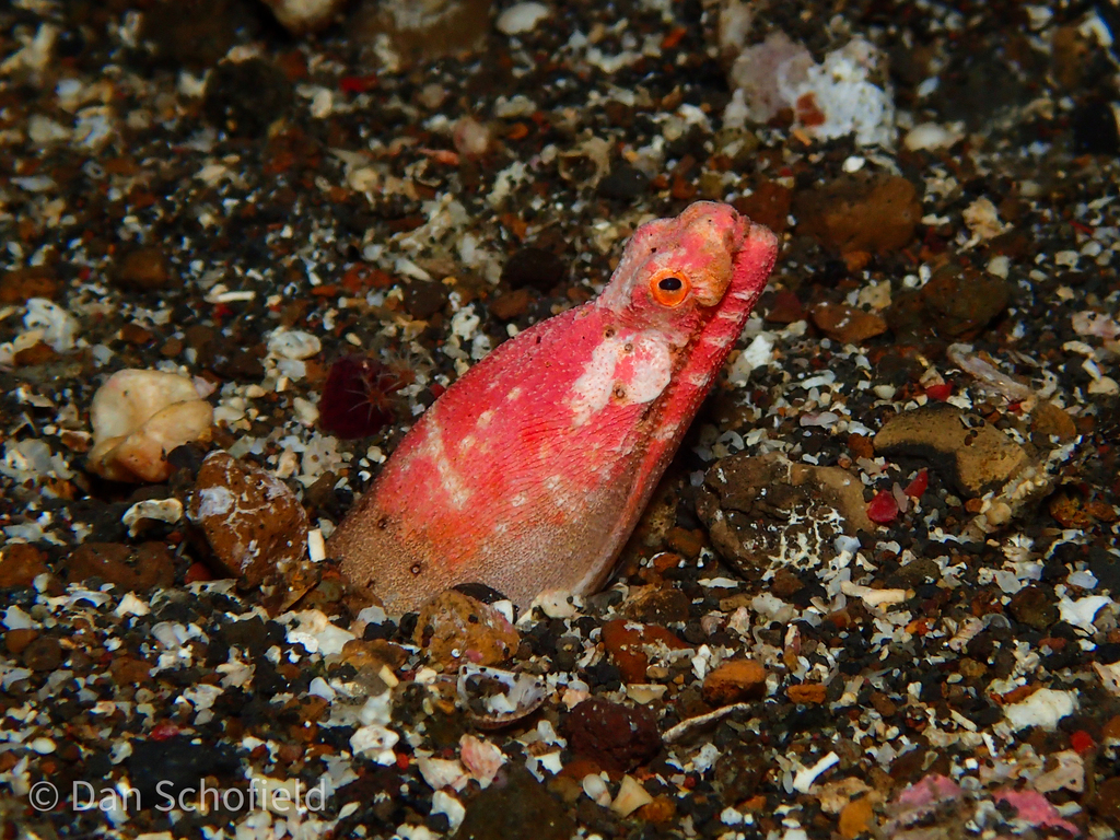 Henshaw's Snake Eel