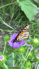 Danaus plexippus