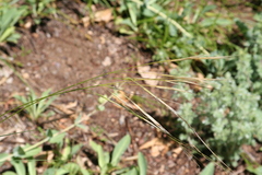 Hesperostipa spartea