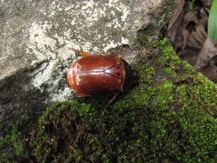 Chasmodia collaris