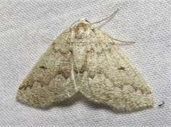 Sabulodes packardata