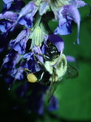 Bombus impatiens