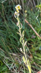 Draba praealta