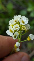 Draba praealta