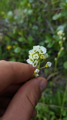 Draba praealta