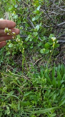 Draba praealta
