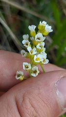Draba praealta