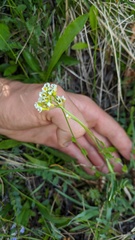 Draba praealta
