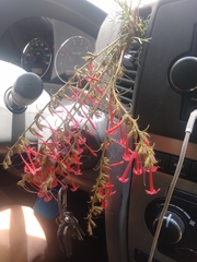 Ipomopsis aggregata collina