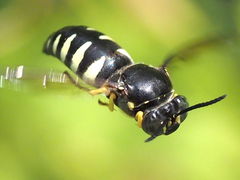 Bicyrtes quadrifasciatus