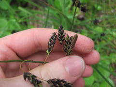 Carex pluriflora