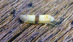 Empoa gillettei