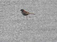 Zonotrichia capensis antillarum