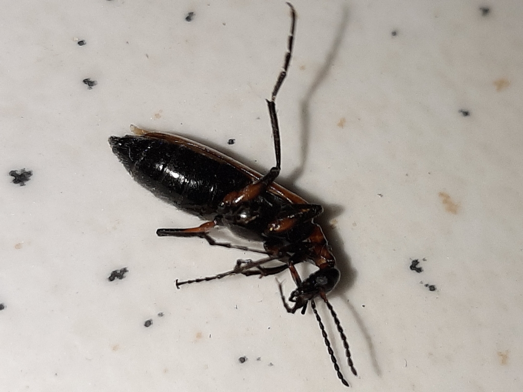 Pyrota muelleri