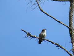 Mellisuga minima
