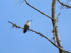 Mellisuga minima