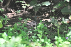 Crypturellus tataupa