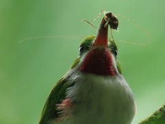 Todus angustirostris