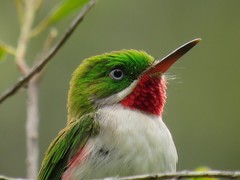 Todus angustirostris