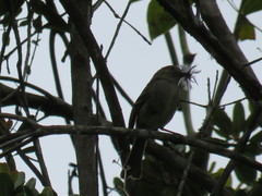 Contopus hispaniolensis