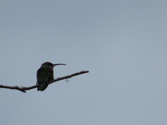 Anthracothorax dominicus