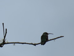 Anthracothorax dominicus