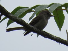 Contopus hispaniolensis