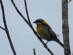 Spindalis dominicensis